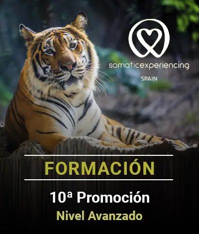 Imagen para la inscripción en una de las formaciones de Somatic Experiencing Spain que muestra la imagen de un tigre de Bengala como fondo y los datos de la promoción en texto
