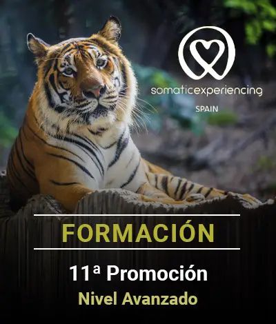 Imagen para la inscripción en una de las formaciones de Somatic Experiencing Spain que muestra la imagen de un tigre de Bengala como fondo y los datos de la promoción en texto