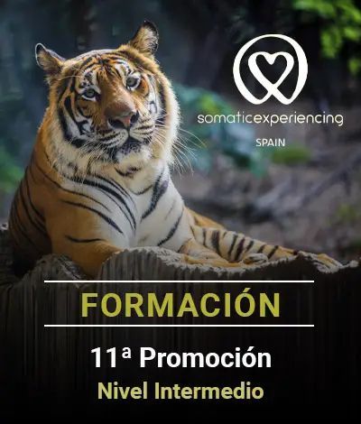 Imagen para la inscripción en una de las formaciones de Somatic Experiencing Spain que muestra la imagen de un tigre de Bengala como fondo y los datos de la promoción en texto
