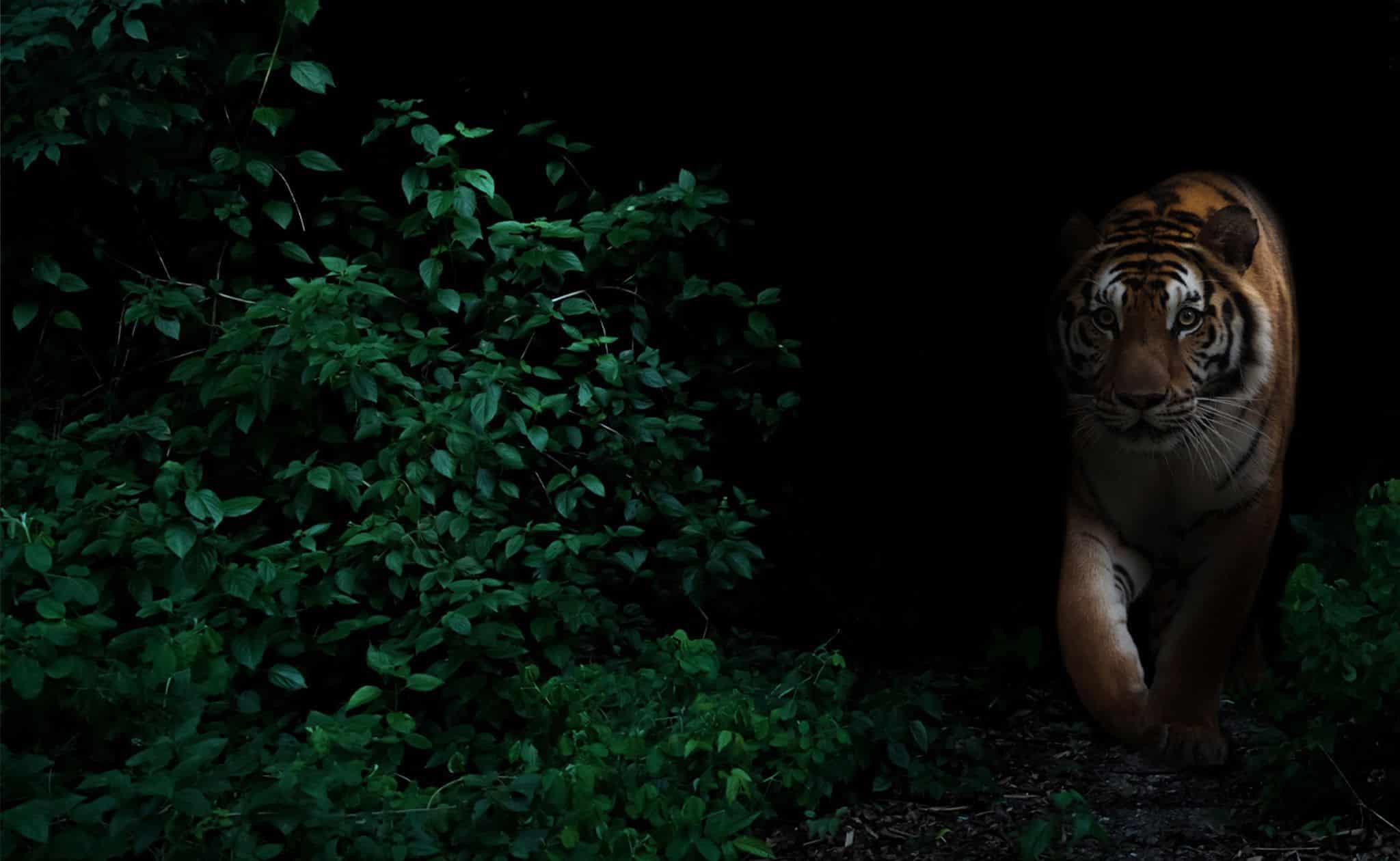 Somatic Experiencing - Imaen para el slider de la portada que muetra un tigre saliendo entre penumbras de la selva