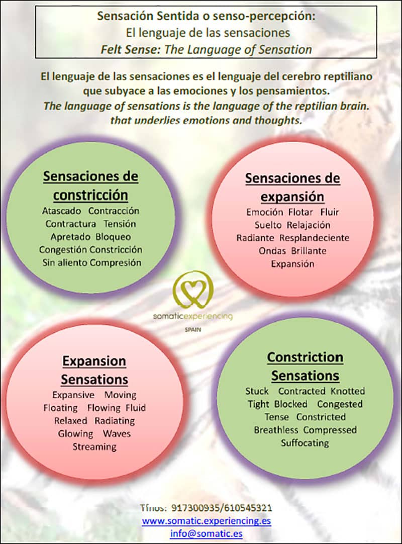 felt-sense-somatic-spain-01