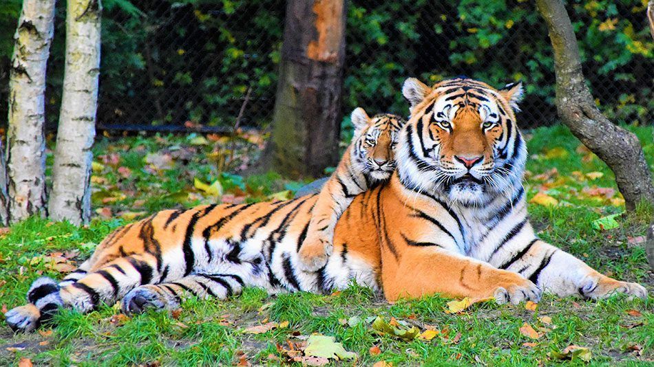Imagen de un tigre de bengala con su cachorro para la sección Qué es Somatic Experiencing de la portada