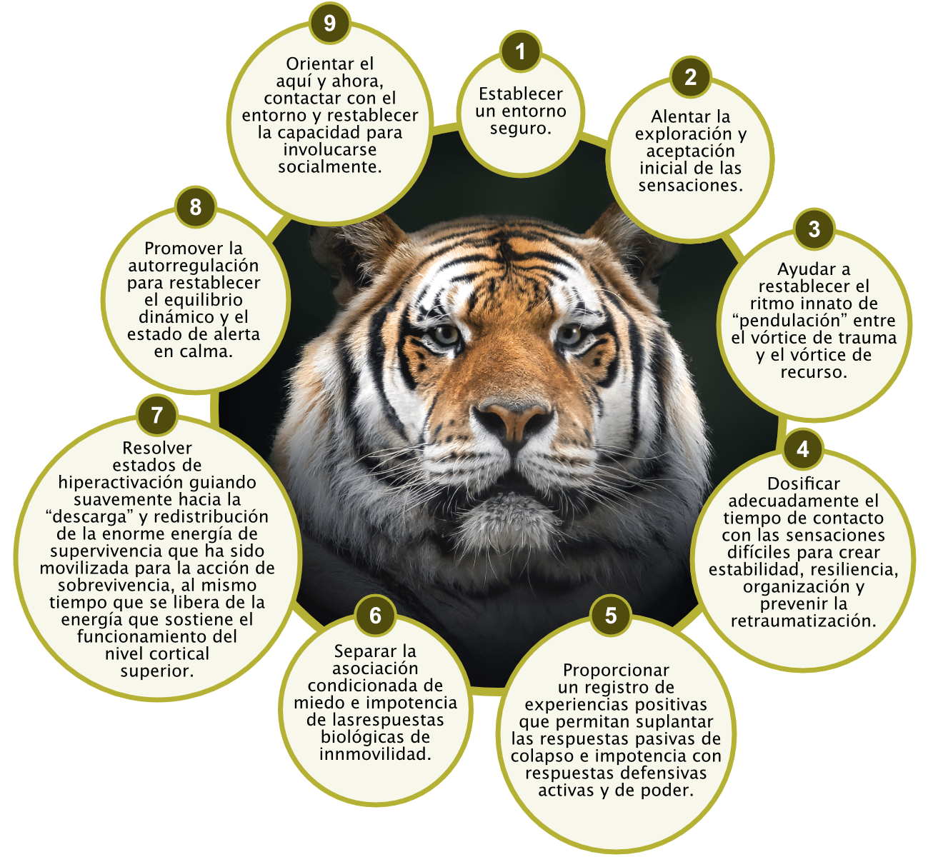 Los 9 pilares de Somatic Experiencing