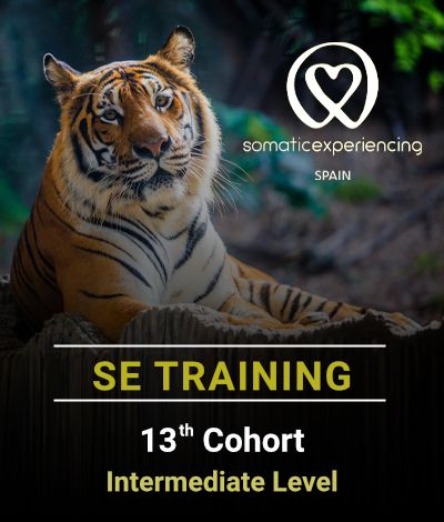 Image for registration in one of the Somatic Experiencing Spain training courses showing the image of a Bengal tiger as a background and the promotion details in text.